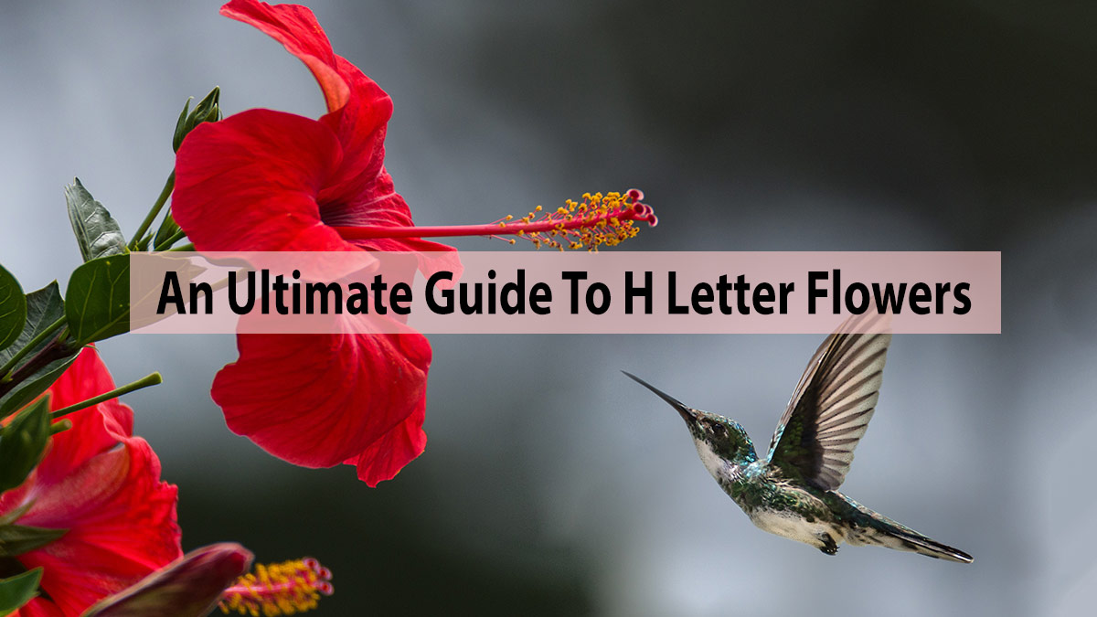 An Ultimate Guide To The Best Gardening Flowers Starting With H